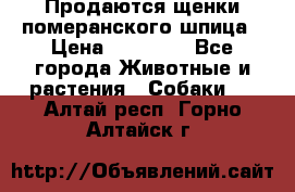 Продаются щенки померанского шпица › Цена ­ 45 000 - Все города Животные и растения » Собаки   . Алтай респ.,Горно-Алтайск г.